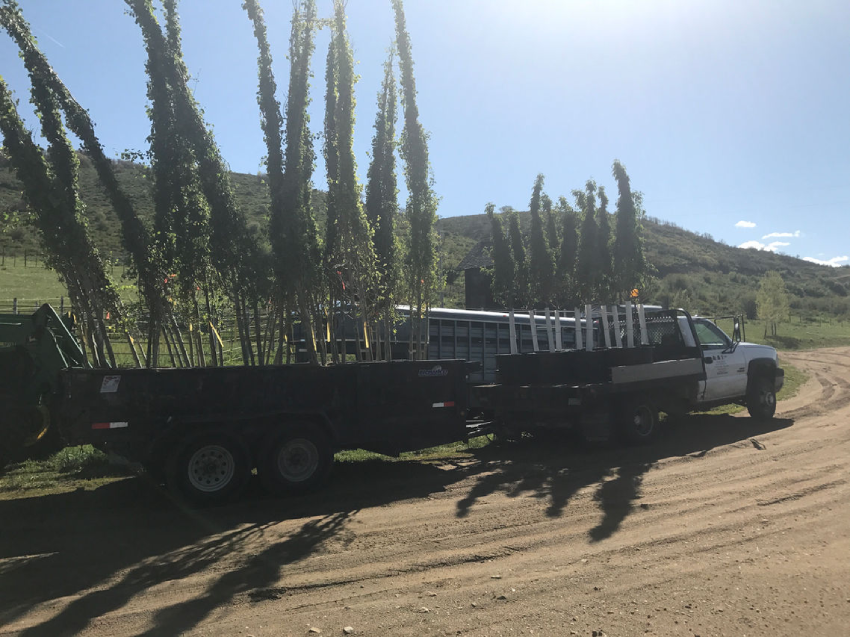 A truck with a trailer loaded with tall, upright trees parked on a dirt road surrounded by hills under a clear sky.