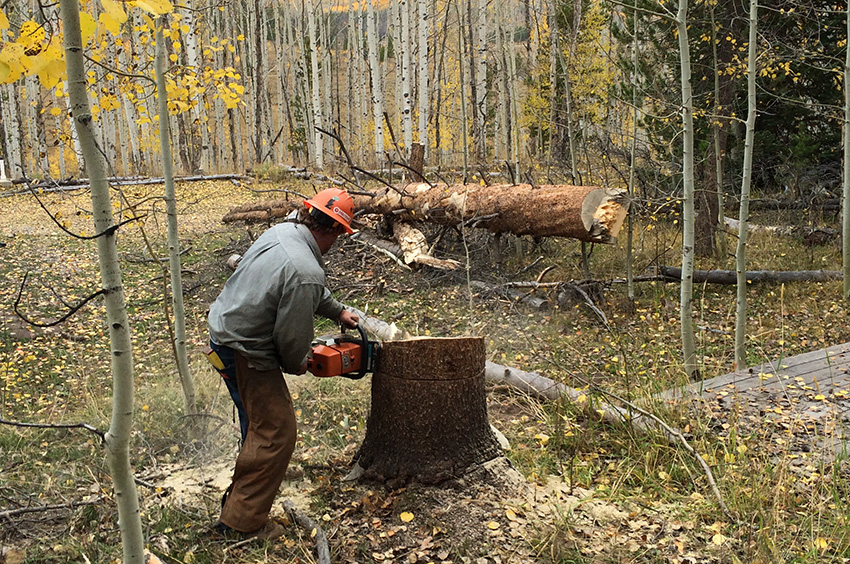 A person wearing protective gear uses a chainsaw to cut a tree stump in a forest, with fallen trees and autumn leaves visible in the background.